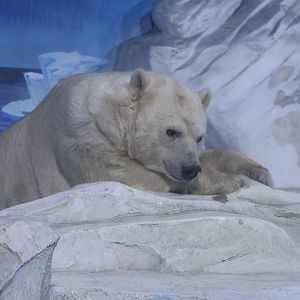Polar Bear
