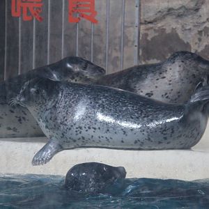 Spotted seal