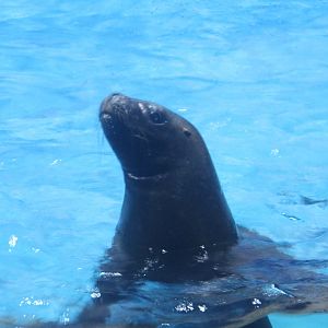 Steller sea lion