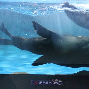 South American sea lion and fur seal (Arctocephalus sp.)