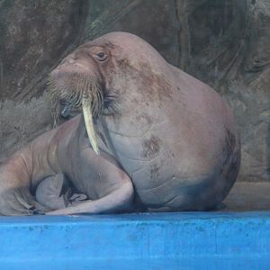 Walrus