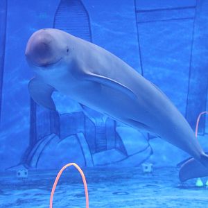 Finless porpoise (N. p. sunameri)