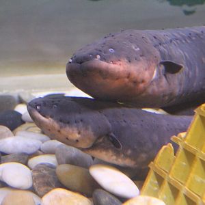 Electric eel