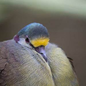 Red-necked Sulawesi ground-dove