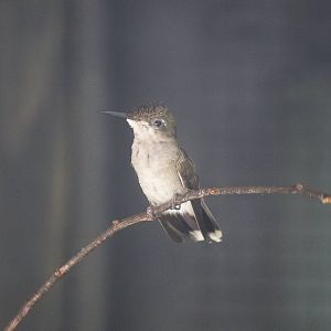 Fork-tailed Woodnymph