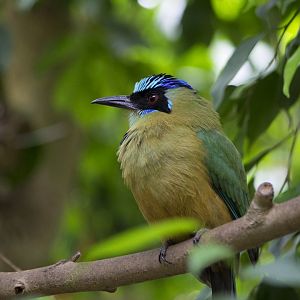 Blue-crowned Motmot