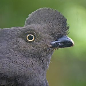 Guianan cock-of-the-rock