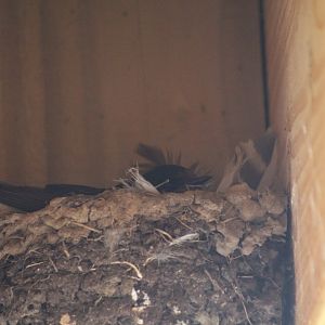 Barn Swallow Nest