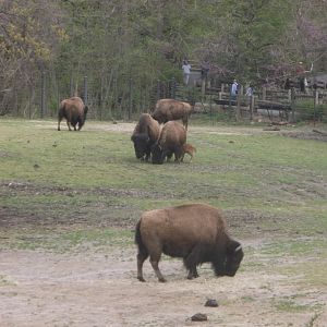 Bronx Zoo: April 23, 2017