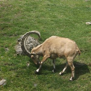 Bronx Zoo: April 23, 2017