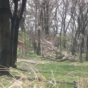 Bronx Zoo: April 23, 2017