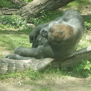 Bronx Zoo: April 23, 2017