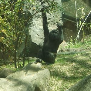 Bronx Zoo: April 23, 2017