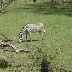 Bronx Zoo: April 23, 2017