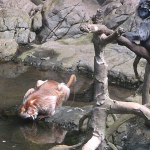 Bronx Zoo: April 23, 2017