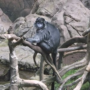 Bronx Zoo: April 23, 2017