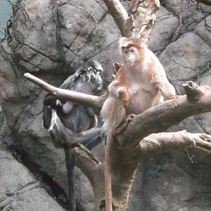 Bronx Zoo: April 23, 2017