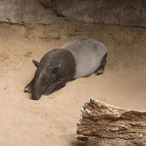 Bronx Zoo: April 32, 2017