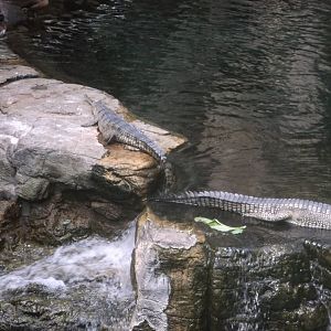 Bronx Zoo: April 23, 2017