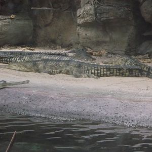 Bronx Zoo: April 23, 2017