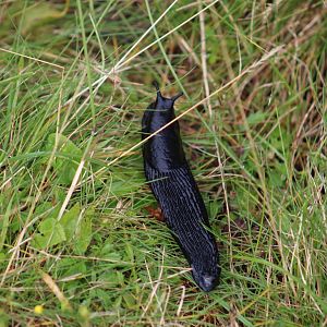 Wild European Black Slug