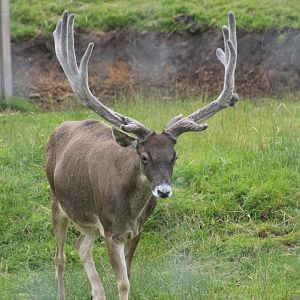 White-Lipped Deer