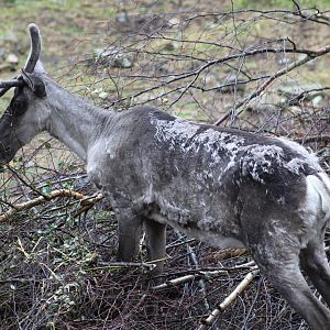 Finnish Forest Reindeer