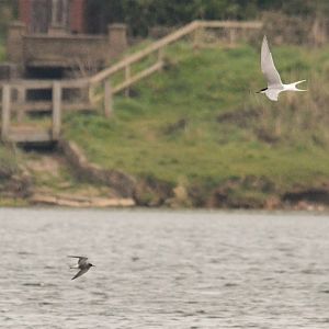 Black Tern and Common Tern, Thrybergh Country Park, 30/04/17