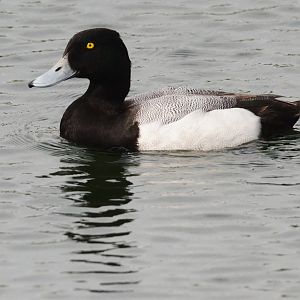 Greater Scaup, Thrybergh Country Park, 30/04/17