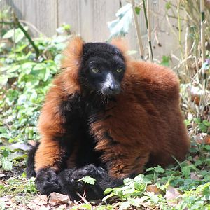 Red ruffed lemur