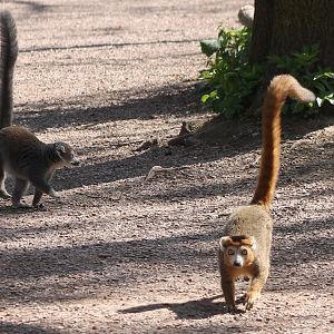 Crowned lemurs
