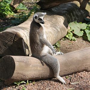 Ring-tailed lemur
