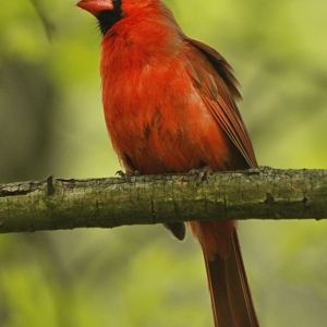 Apr. 2017 - Cincinnati Nature Center - Northern Cardinal