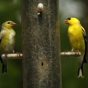 Apr. 2017 - Cincinnati Nature Center - American Goldfinch