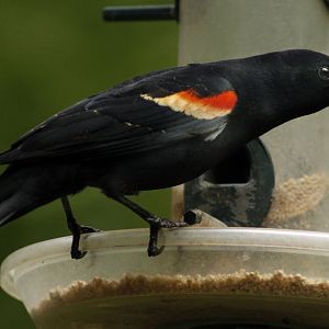 Apr. 2017 - Cincinnati Nature Center - Red-winged Blackbird