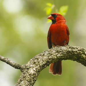 Apr. 2017 - Cincinnati Nature Center - Northern Cardinal 2