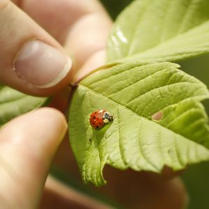 Apr. 2017 - Cincinnati Nature Center - Ladybug