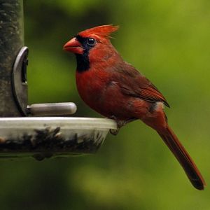 Apr. 2017 - Cincinnati Nature Center - Northern Cardinal