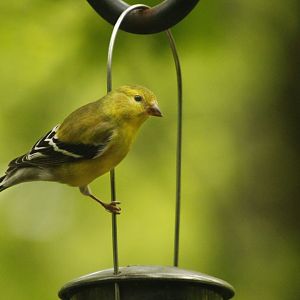 Apr. 2017 - Cincinnati Nature Center - Female American Goldfinch