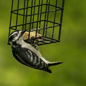 Apr. 2017 - Cincinnati Nature Center - Female Downy Woodpecker
