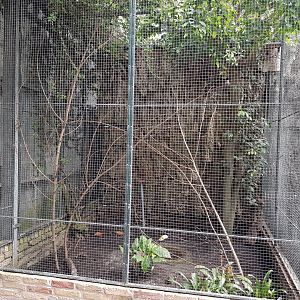 Aviary Asian glossy starling