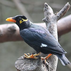 Greater hill mynah