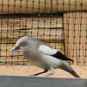 White-shouldered starling