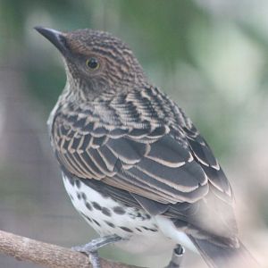 Violet-backed starling Female