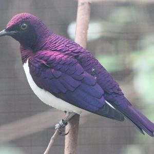 Violet-backed starling Male