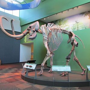 Aucilla Mammoth (Columbian Mammoth)