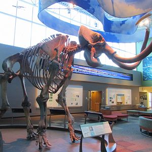 Aucilla Mammoth