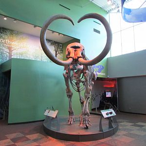 Aucilla Mammoth