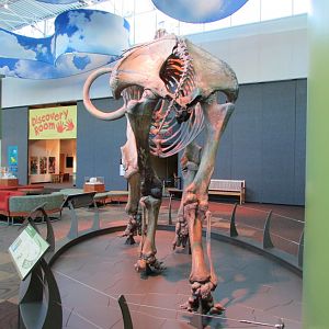 Aucilla Mammoth