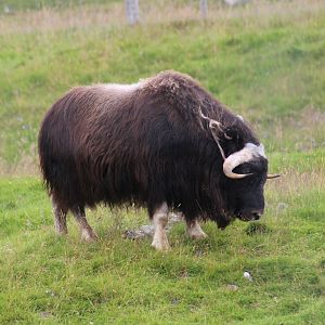 Greenland Muskox